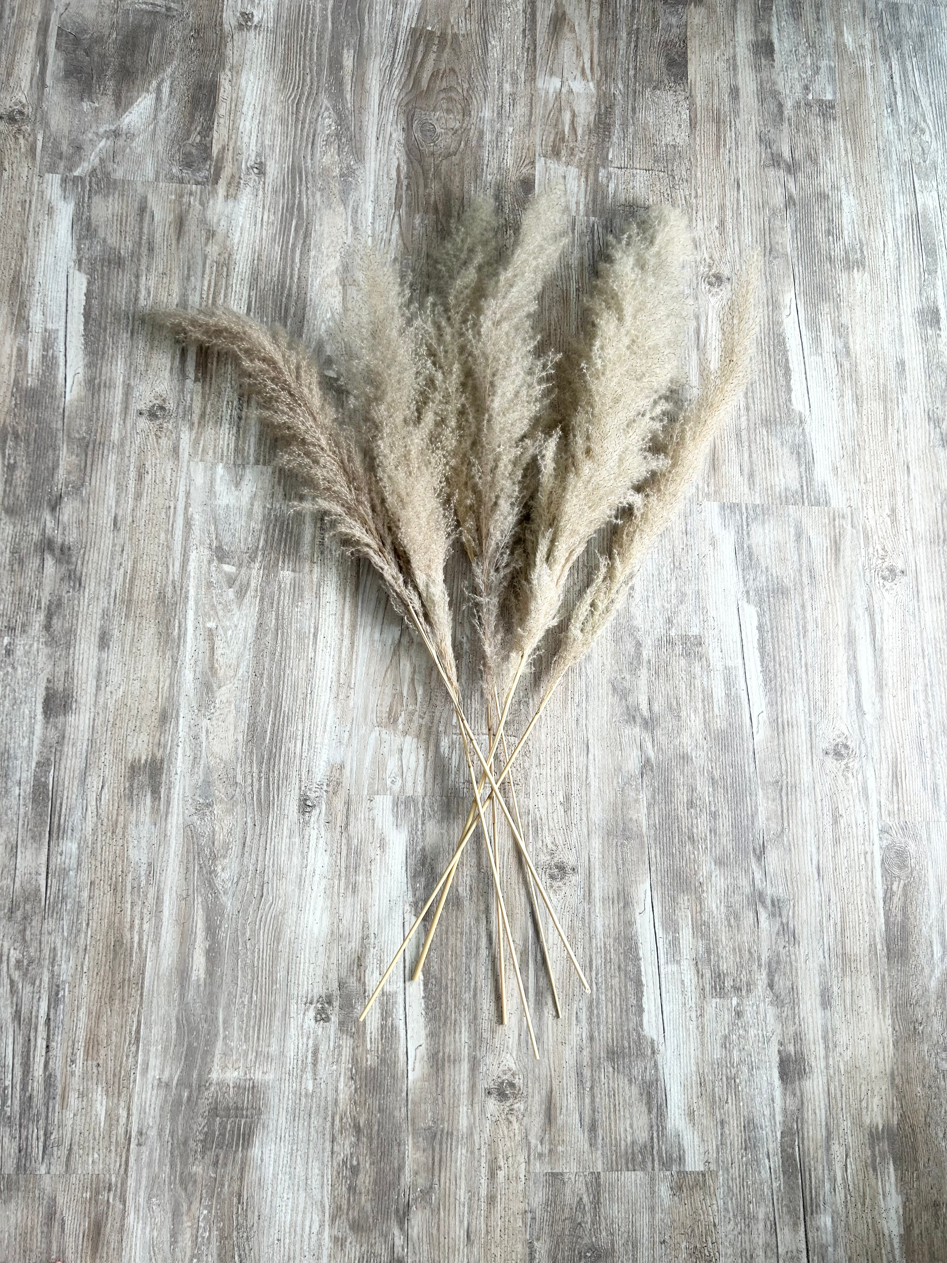 3.5ft Pampas Stems (6)