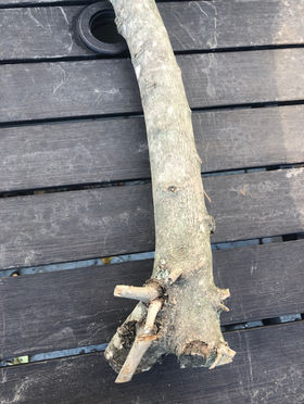 Freestanding Olive Wood M-FS-OW091521-b