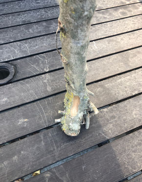 Freestanding Olive Wood M-FS-OW091521-d