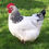 Thumbnail: Cockerel ready for meat