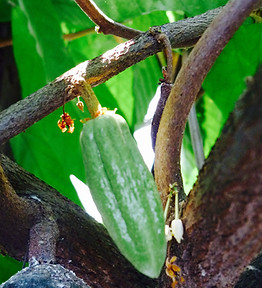 Green Baby Cacao Pod, Cacao Flowers