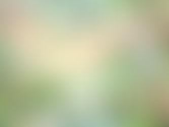 des loutres dans une rivière