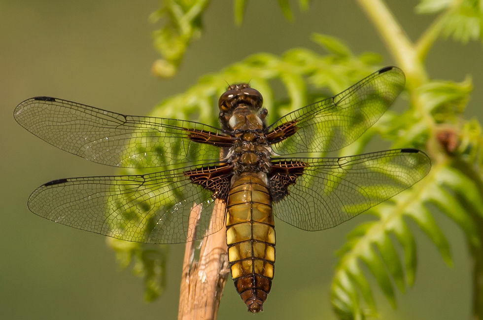 Broad-bodied Chaser, female