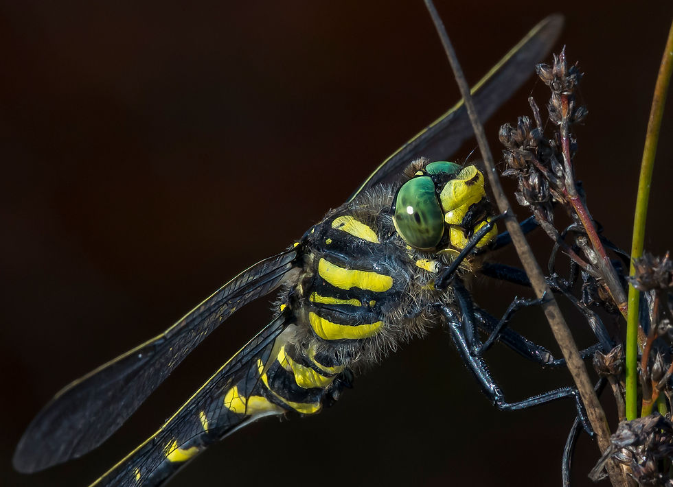 Golden-ringed Dragonfly, male