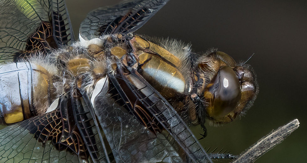 Broad-bodied Chaser, male