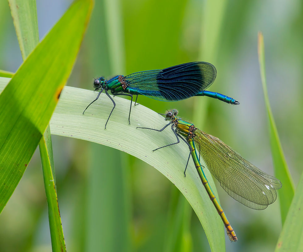 Banded Demoiselle, male & female