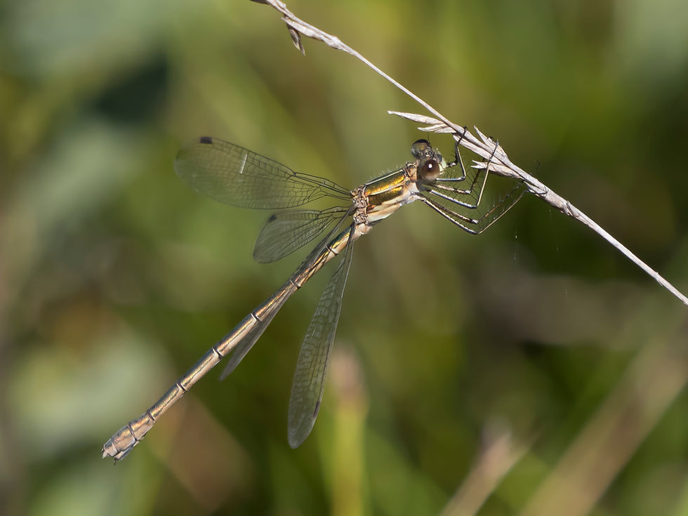 Emerald Damselfly, female