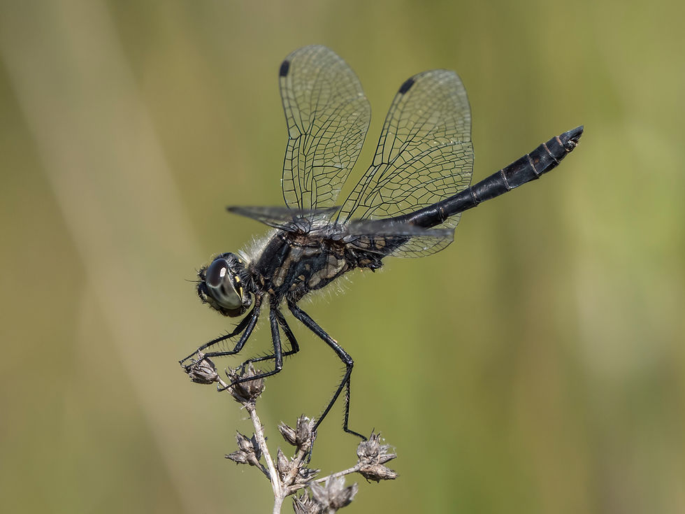 Black Darter, male