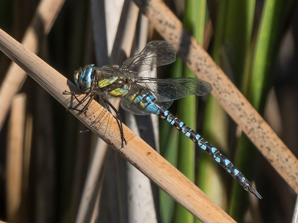 Migrant Hawker, male