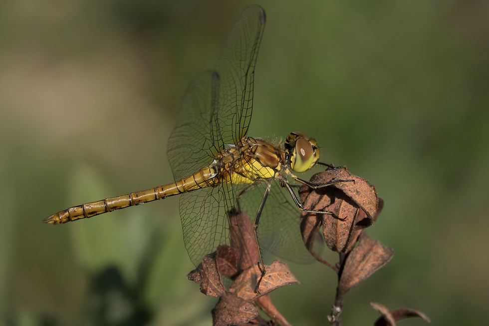 Common Darter, male (immature)