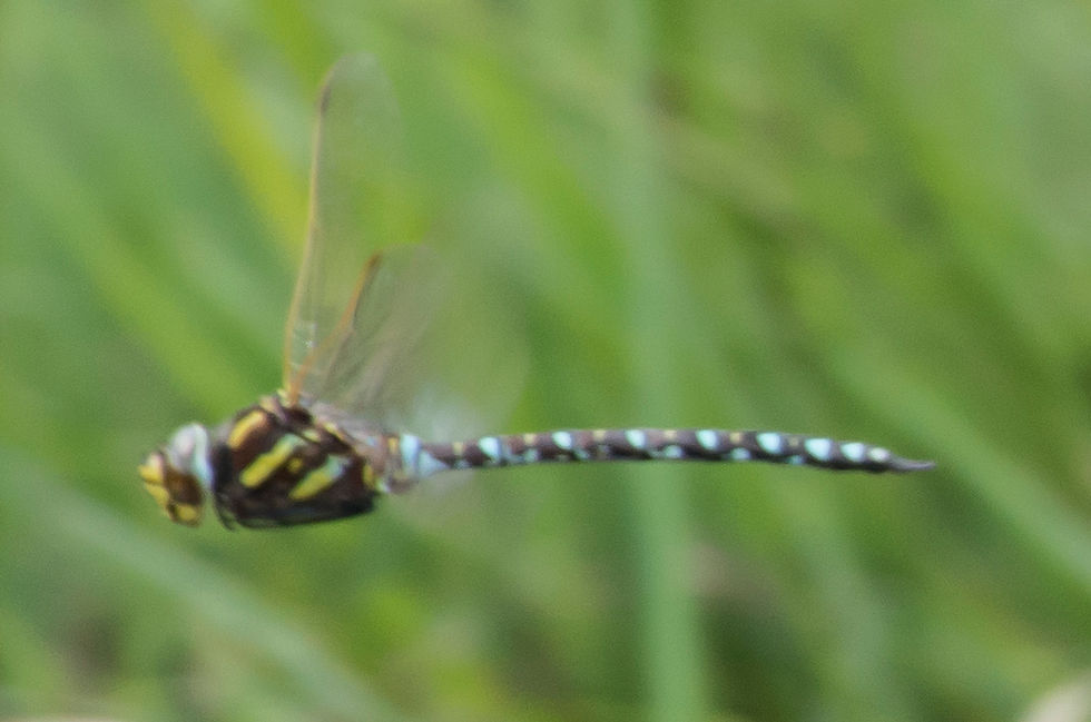 Common Hawker, male