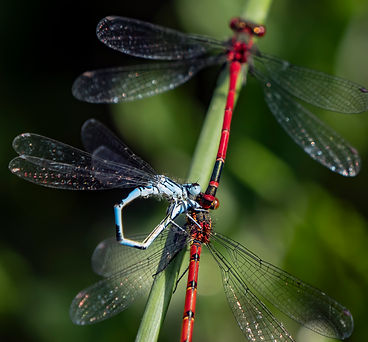 Inter-species troilism