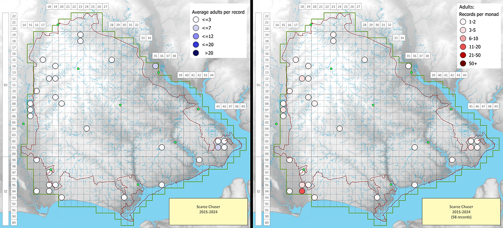 Scarce Chaser 2015-2024