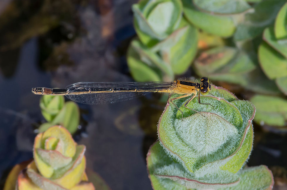 Blue-tailed Damselfly, female (rufescens-obsoleta form)