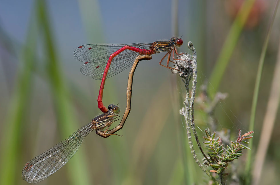 Small Red Damselfly, pair in cop