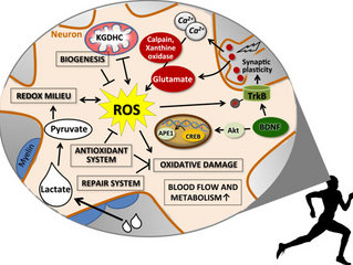 Exercise and reactive oxygen species – a complicated relationship