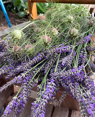 lavender.jpeg
