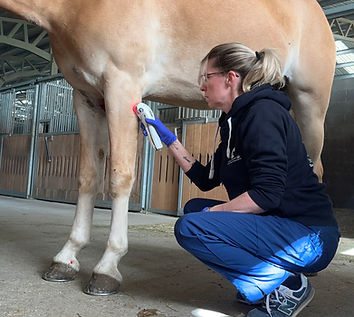 laserterapia cavallo