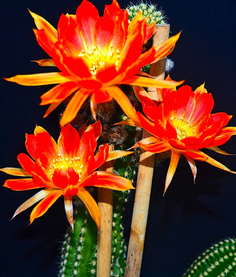 P8121475cactuszok.jpg