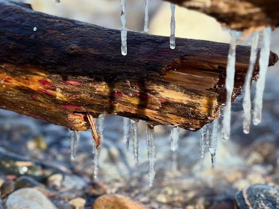 Icicles on a log