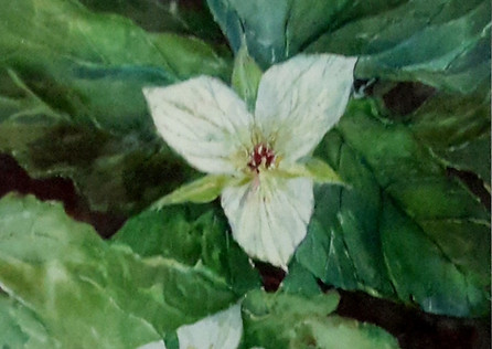 Trillium.jpg