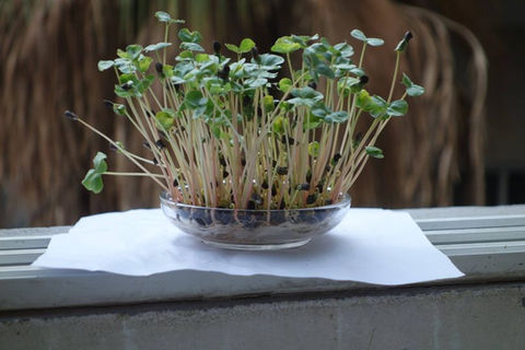 סדנא לגידול נבטים אורגניים