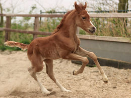A '25 colt foal by Nuraij