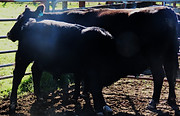 Lot 50 Cow & Calf 4035.JPG