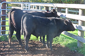 Lot 40 Cow & Calf 4165.JPG