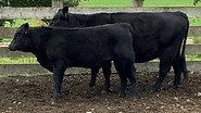 lot 42 cow & calf s034.jpg