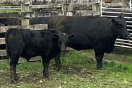 Lot 61 Cow & Calf 2094.JPEG