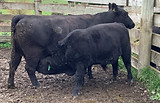 Lot 46 Cow & Calf 2049.JPEG