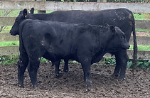 Lot 55 Cow & Calf 2059.JPEG