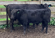 Lot 58 Cow & Calf 2089.JPEG