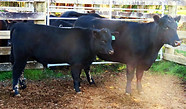 Lot 68 Cow & Calf 4045.JPG