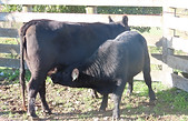 Lot 71 Cow & Calf 4157.JPG