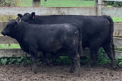 Lot 65 Cow & Calf 2121.JPEG