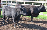 Lot 46 Cow & Calf 4006.JPG