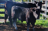 Lot 47 Cow & Calf 4118.JPG