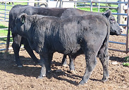 Lot 57 Cow & Calf 4084.JPG