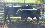 Lot 75 Cow & Calf 4155.JPG