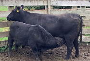 Lot 57 Cow & Calf 2029.JPEG