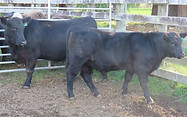 Lot 63 Cow & Calf 4094.JPG