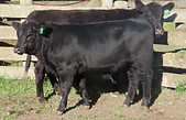 Lot 69 Cow & Calf 4038.JPG