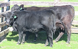 Lot 83 Cow & Calf 4161.JPG
