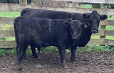 Lot 50 Cow & Calf 2043.JPEG
