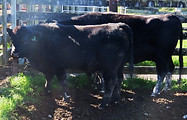 Lot 37 Cow & Calf 4052.JPG