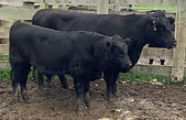 Lot 75 Cow & Calf 2085.JPEG