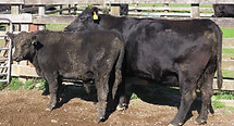 Lot 56 Cow & Calf 4152.JPG