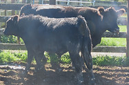 Lot 65 Cow & Calf 4146.JPG